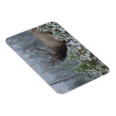 雪の中でブルElk呼び出し、バグ、イエローストーン マグネット (右側)