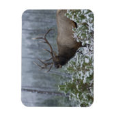 雪の中でブルElk呼び出し、バグ、イエローストーン マグネット (縦)