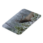 雪の中でブルElk呼び出し、バグ、イエローストーン マグネット (左側)