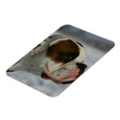 雪の中でボクサーの犬 マグネット (左側)