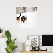 雪の中でレースをするアラスカのハスキー犬 ポスター (ホームオフィス)