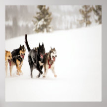 雪の中でレースをするアラスカのハスキー犬