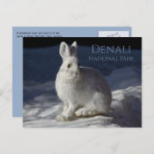 雪の中で休むスノーシューのウサギ,デナリNP,アラスカ ポストカード (正面/裏面)