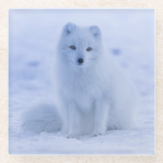 雪の中で休む美しいアイスランド北極キツネ ガラスコースター (正面)