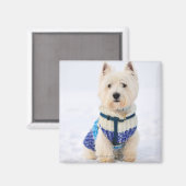 雪の中で服を着た白犬。 マグネット (正面/裏面)