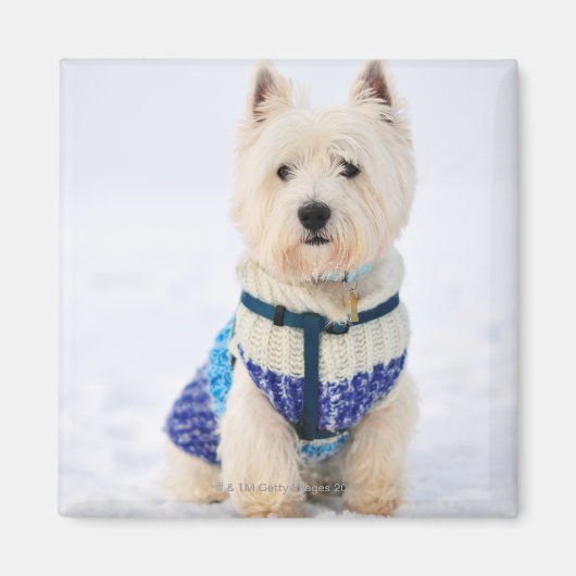 雪の中で服を着た白犬。 マグネット (正面)