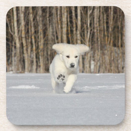 雪の中で白ゴールデンレトリバーの子犬 コースター (正面)