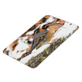 雪の中で美しい多彩なツグミの鳴鳥 マグネット (左側)