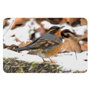 雪の中で美しい多彩なツグミの鳴鳥 マグネット