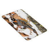 雪の中で美しい多彩なツグミの鳴鳥 マグネット (右側)