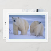雪の中で赤ちゃんを産むホッキョクグマ シーズンカード (正面/裏面)