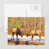 雪の中で2～2ブルエルク ポストカード (正面/裏面)