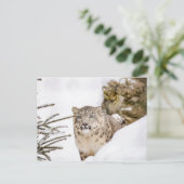 雪の中にいたユキヒョウ ポストカード (スタンド正面)