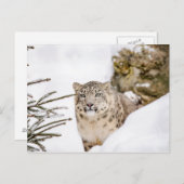 雪の中にいたユキヒョウ ポストカード (正面/裏面)