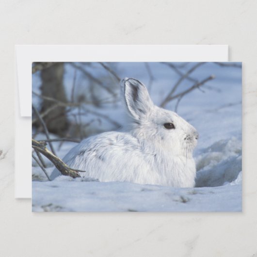 雪の中にいるカユウウチワウサギ シーズンカード (正面)