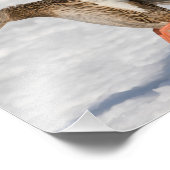 雪の中に女性のマラードアヒルが上陸 フォトプリント            (角)