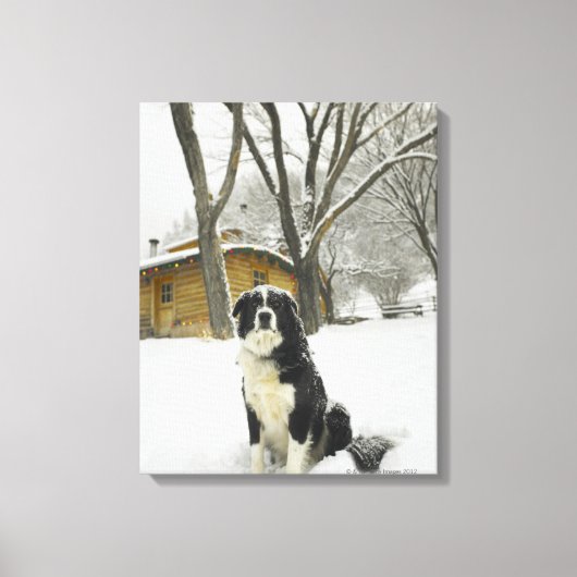 雪の中に座った犬がログキャビンを後ろに置いて キャンバスプリント (正面)