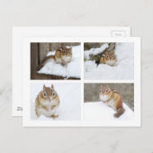 雪の中に座って可愛いチムンク4フォトコラージュ ポストカード (正面/裏面)