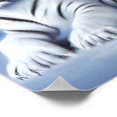 雪の中に座る白い虎 ポスター (角)