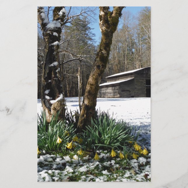 雪の中に水仙の花 (正面)