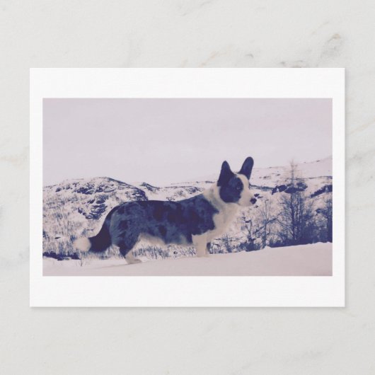 雪の中に犬の休日はがき シーズンポストカード (正面)