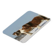 雪の中に立つミニチュアの馬 マグネット (左側)