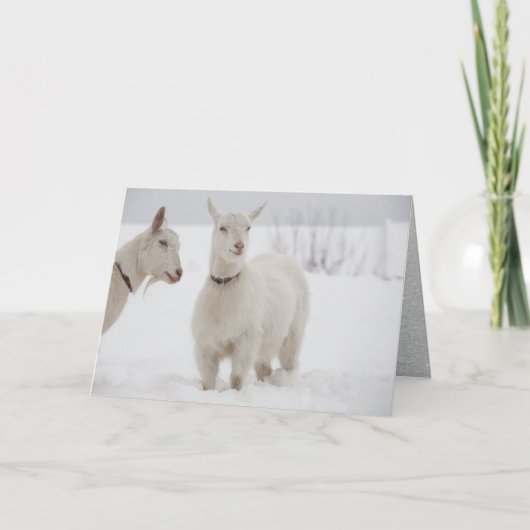 雪の中に首輪を立てた二人のおめでたいヤギ シーズンカード (正面)