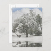 雪の中に鹿がいるクリスマスホリデーポストカード シーズンポストカード (正面/裏面)