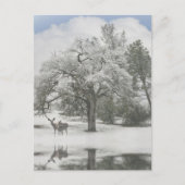 雪の中に鹿がいるクリスマスホリデーポストカード シーズンポストカード (正面)