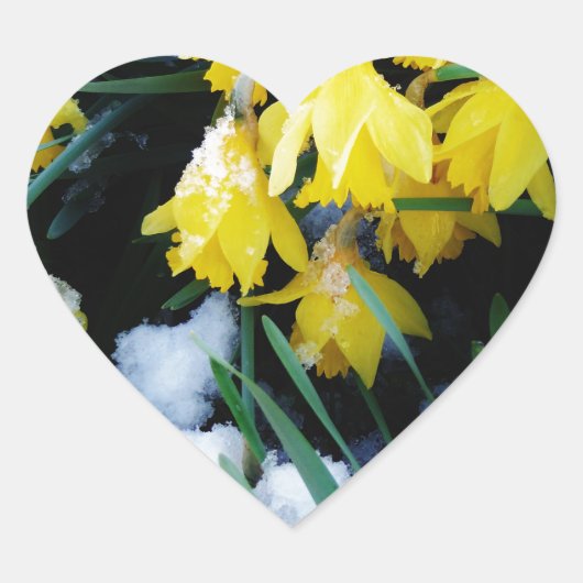 雪の中に黄色の水仙の花 ハートシール (正面)