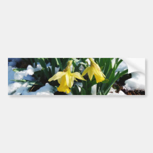 雪の中に黄色の水仙の花 バンパーステッカー