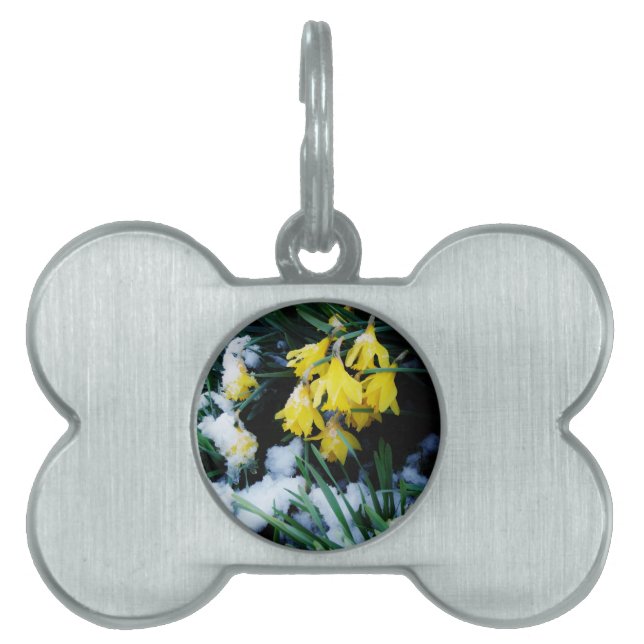 雪の中に黄色の水仙の花 ペットネームタグ (正面)