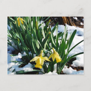 雪の中に黄色の水仙の花 ポストカード