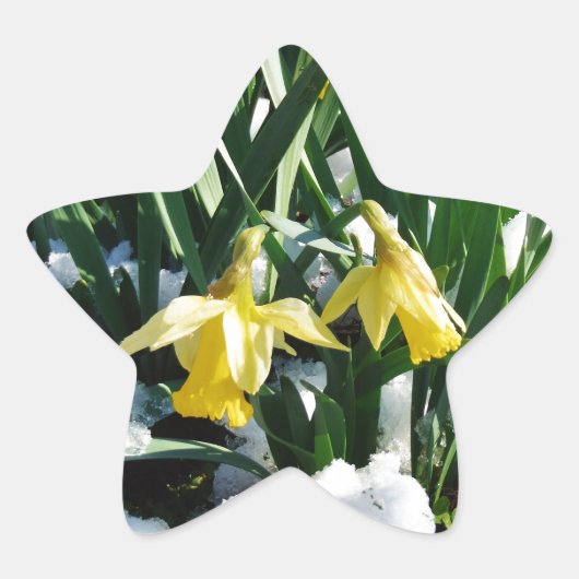 雪の中に黄色の水仙の花 星シール (正面)