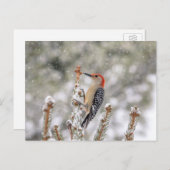 雪の中のアカゲラ ポストカード (正面/裏面)