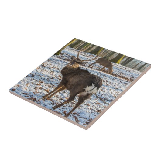 雪の中のアカシカ タイル (側面)