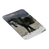 雪の中のアパルーサ馬 マグネット (右側)