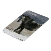 雪の中のアパルーサ馬 マグネット (左側)