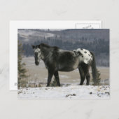 雪の中のアパルーザ種の馬 ポストカード (正面/裏面)