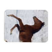 雪の中のアラブ人の群れ マグネット (横)