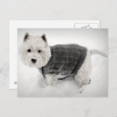 雪の中のウエスト・ハイランド・テリア・イン・セーター ポストカード (正面/裏面)