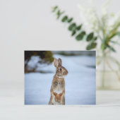 雪の中のウサギ ポストカード (スタンド正面)