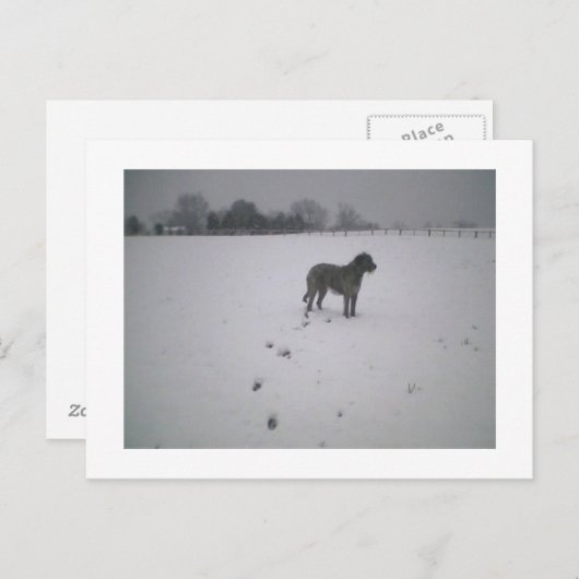 雪の中のオオカミ猟犬 ポストカード (正面/裏面)