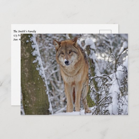 雪の中のオオカミ ポストカード (正面/裏面)