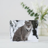 雪の中のカナディアン・リンクス ポストカード (スタンド正面)