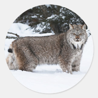 雪の中のカナディアン・リンクス ラウンドシール