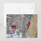 雪の中のカーディナル ポストカード (正面/裏面)