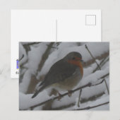 雪の中のキュートなコマドリのアップ DIY ポストカード (正面/裏面)