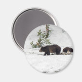 雪の中のグリズリー マグネット (正面/裏面)