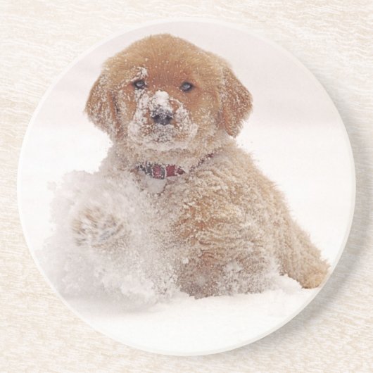 雪の中のゴールデンレトリバーの子犬 コースター (正面)